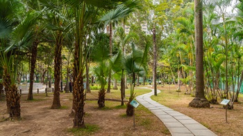 摩士公园（二号公园）内的棕榈园内有多种棕榈科植物，均呈笔直形态，枝叶则呈拱形或扇形。